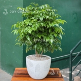 Hạnh phúc [Chậu composite]