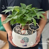 Kim ngân Đại Cát [Chậu D18]