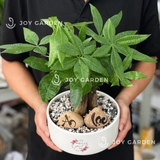 Kim ngân An Lạc [Chậu TL20]