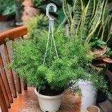 Trúc Thiên Môn [Asparagus Sprengeri Fern in Nursery Pot]