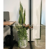 Set Lọc Không Khí lớn [Air Purifying Plants Combo]