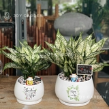 Ngọc ngân Chiêu Tài [Chậu D18]