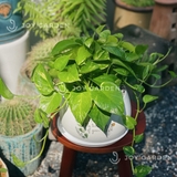 Trầu bà Chậu D18 [Golden Pothos w Square Pot 18cm]