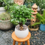 Hạnh phúc Bonsai [Chậu D18]