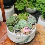 Tiểu cảnh sen đá [Chậu TL20]