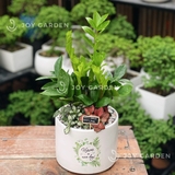 Kim tiền mix [Chậu T15]