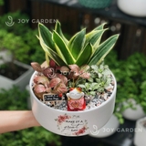 Lưỡi hổ Great Day [Chậu TL20]