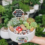 Tiểu cảnh sen đá [Chậu TL20]