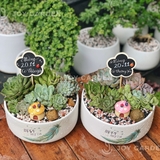 Tiểu cảnh sen đá [Chậu TL20]
