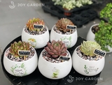 Sen đá bầu già [Chậu D10]