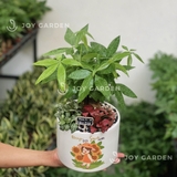 Kim ngân mix Lá may mắn [Chậu T15]