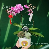 Tiểu Hồ điệp Tím [Chậu Cute]