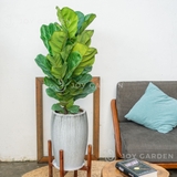 Bàng Sing Chậu Xám nhỏ [Fiddle Leaf Fig with Grey Pot]