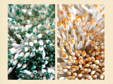 Nhụy hoa bóng 1mm