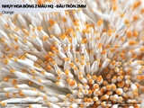 Nhụy hoa bóng 1mm