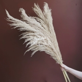 .Cành cỏ lau loại lông tơ màu trắng kem 65/130cm | Hoa khô
