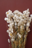 Bó hoa khô cúc .đơn điểu trắng 60cm - 25gr
