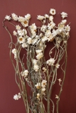 Bó hoa khô cúc .amoni 70cm - 35gr