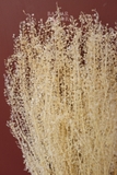 Bó hoa khô cỏ đồng tiền 55cm - 50gr màu trắng kem
