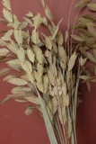 Bó lá cỏ hy vọng sấy khô màu tự nhiên 60cm -35gr