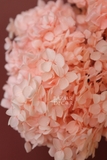 Cành hoa tú cầu sấy khô nguyên cành 65cm - Hồng