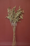 Bó lá cỏ hy vọng sấy khô màu tự nhiên 60cm -35gr