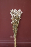 Bó hoa khô cúc .đơn điểu trắng 60cm - 25gr