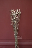 Bó hoa khô cúc .amoni 70cm - 35gr