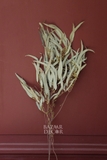 Bó lá bạch đàn sấy khô màu tự nhiên 70cm - 60gr