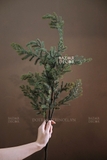 .Cành thông phủ sương Dewy 45/80cm - Cành cắm trang trí đẹp tự nhiên
