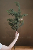 .Cành thông phủ sương Dewy 45/80cm - Cành cắm trang trí đẹp tự nhiên