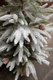 .Cây thông tuyết cao cấp Alps tán lá thưa 100cm để bàn
