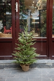 .Cây thông xanh cao cấp tán lá thưa 80cm để bàn