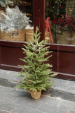 .Cây thông xanh cao cấp tán lá thưa 80cm để bàn