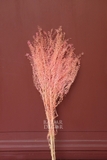 Bó hoa khô cỏ đồng tiền 55cm - 50gr màu hồng