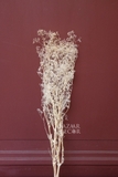 Bó hoa khô baby bloom 25gr - 45cm màu trắng kem