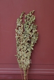Bó lá khuynh diệp sấy khô 65cm (lá nhỏ) - 60gr