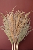 Bó hoa khô cỏ sậy ngắn 55cm - 5 cành