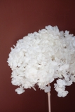 Cành hoa tú cầu sấy khô nguyên cành 65cm - Trắng tinh khôi