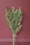 Bó lá chanh ý sấy khô màu tự nhiên 70cm - 50gr