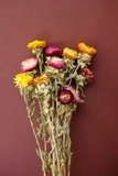 Bó hoa khô cúc bất tử 60cm - 60gr - Mix