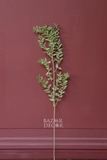 Bó lá chanh ý sấy khô màu tự nhiên 70cm - 50gr
