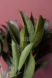 Bó lá mộc sấy khô cành thấp 30cm - 50gr màu xanh