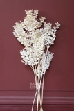 Bó lá chanh ý sấy khô màu trắng kem 70cm - 50gr