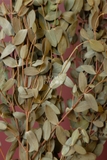 Bó lá khuynh diệp sấy khô 65cm (lá nhỏ) - 60gr