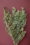 Bó lá chanh ý sấy khô màu tự nhiên 70cm - 50gr