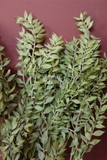 Bó lá chanh ý sấy khô màu tự nhiên 70cm - 50gr