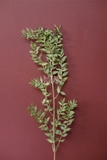 Bó lá chanh ý sấy khô màu tự nhiên 70cm - 50gr