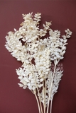 Bó lá chanh ý sấy khô màu trắng kem 70cm - 50gr