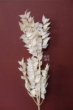 Bó lá chanh ý sấy khô màu trắng kem 70cm - 50gr
